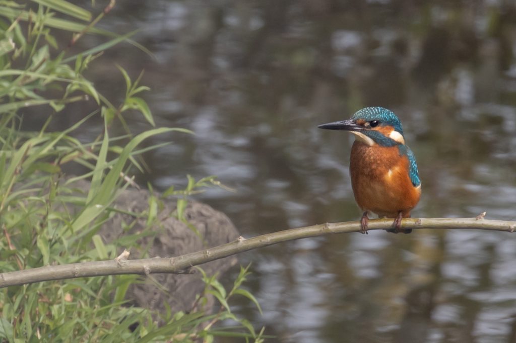 Eisvogel Borken NSG